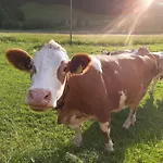 Bauernhof Ablass Homestay
