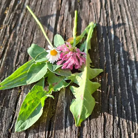 Проживание в семье Bauernhof Ablass *