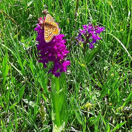 Bauernhof Ablass * Göstling an der Ybbs