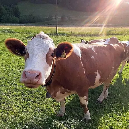 Bauernhof Ablass Göstling an der Ybbs